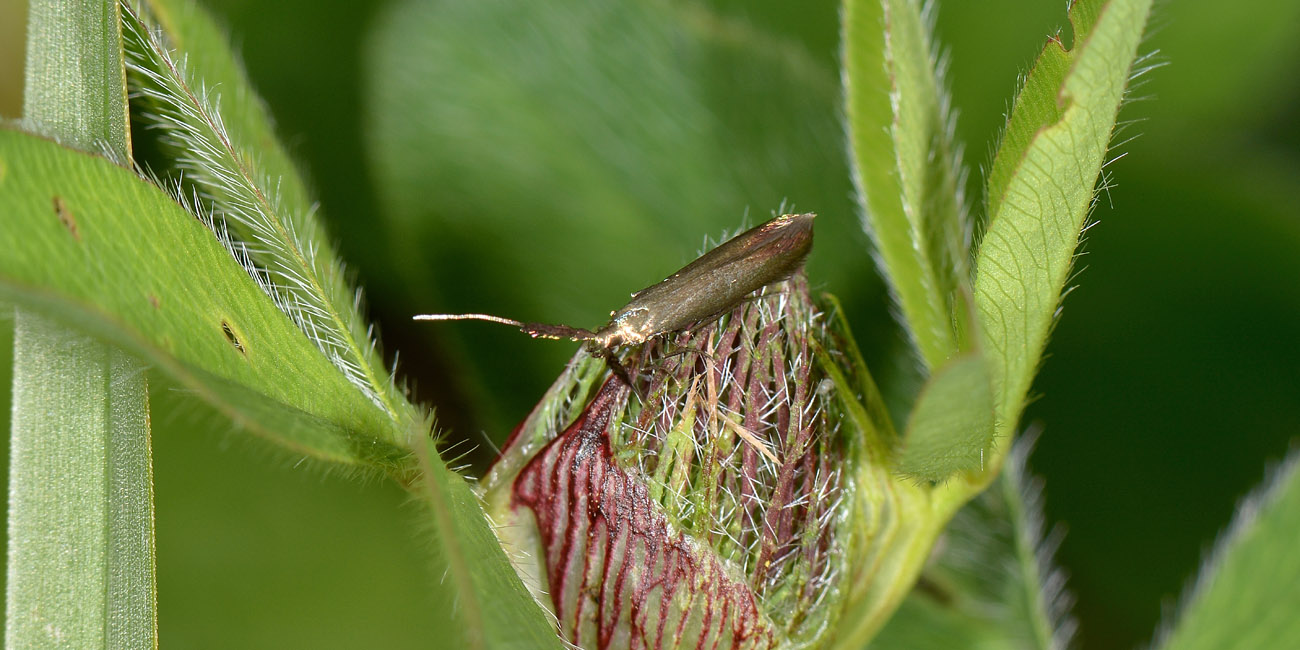 Da determinare - Coleophora sp., Coleophoridae